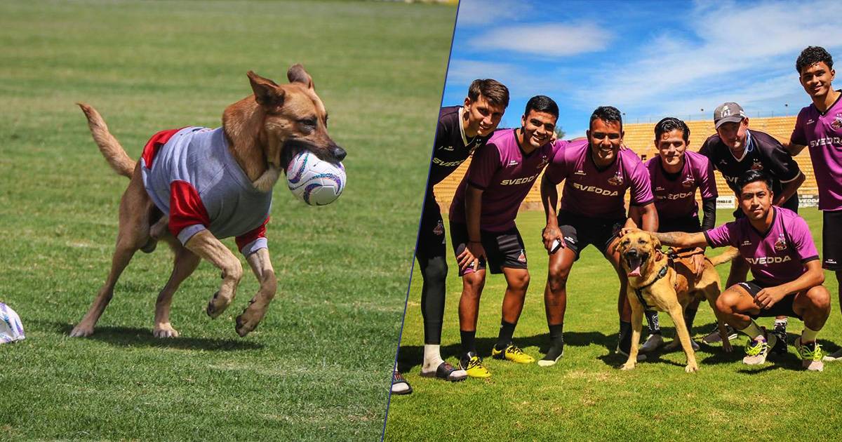 Un cane randagio fa invasione di campo la squadra di calcio decide di adottarlo