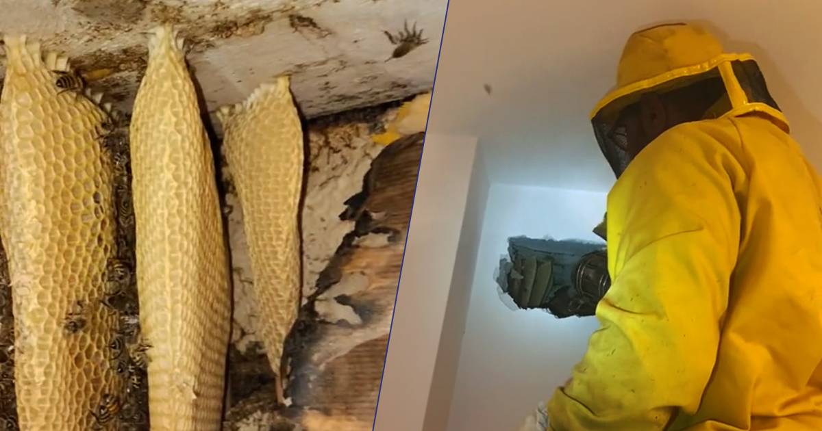 In una casa a Viterbo tra i muri trovano un gigantesco alveare con oltre 100000 api il video