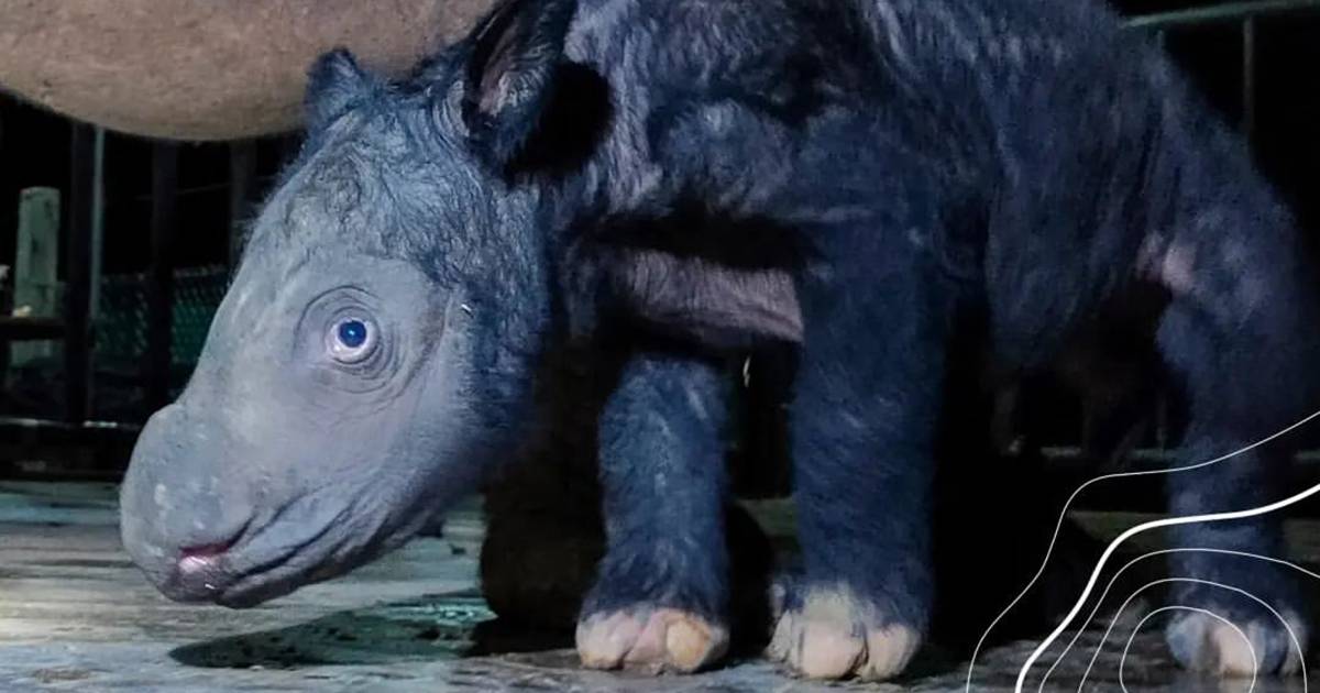 Nato un cucciolo di rinoceronte di Sumatra speranza per la specie a rischio estinzione