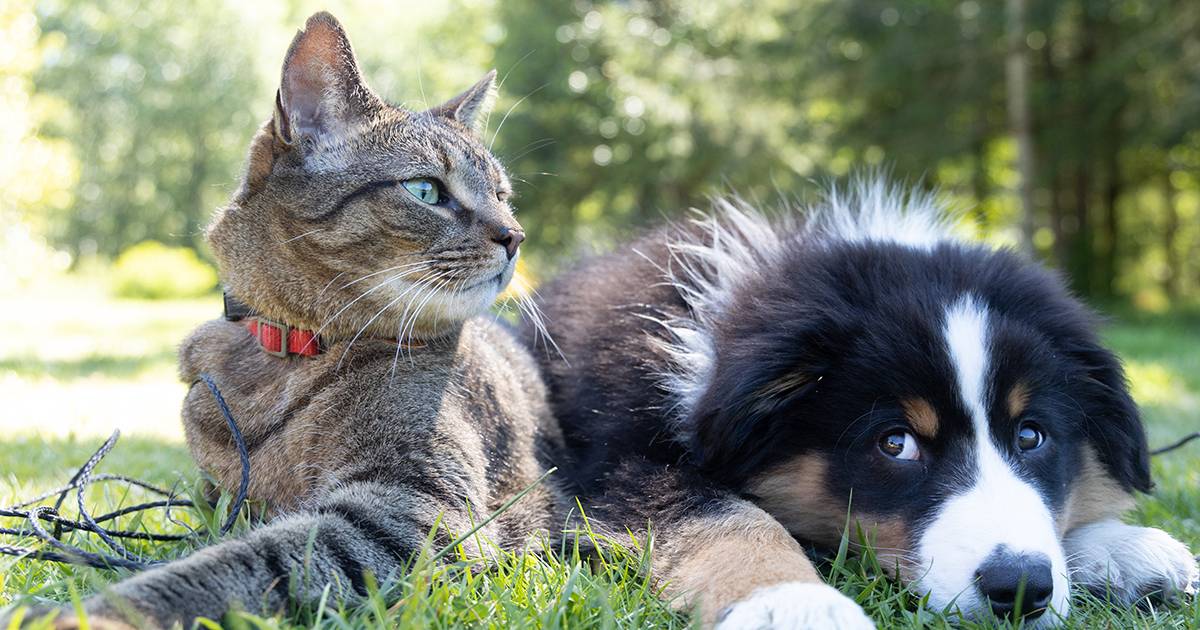 A Cuneo  stato approvato un nuovo e importante regolamento per il benessere di cani gatti e rondini