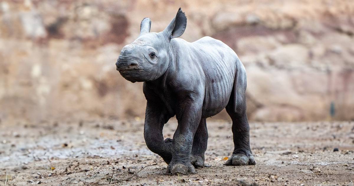  nato un cucciolo di rinoceronte nero lo zoo di Chester festeggia la nascita di questo animale a grave rischio estinzione