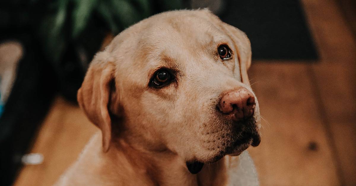 Un uomo viene investito da unauto il suo cane resta ferito ma torna a casa e riesce a trovare aiuto