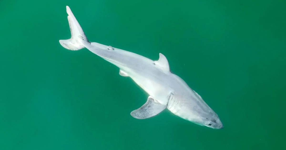 Avvistato per la prima volta un cucciolo di squalo bianco potrebbe risolvere uno dei pi grandi misteri su questo esemplare