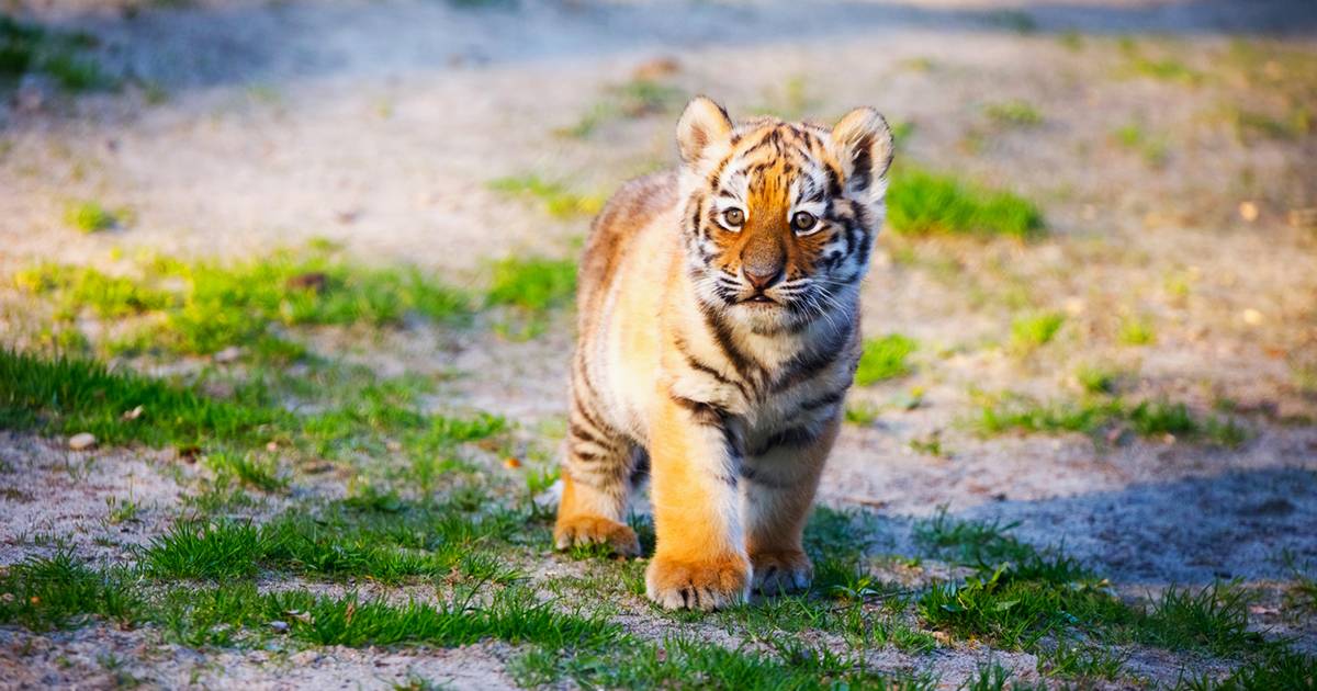 Ottima notizia per le tigri rimangono a rischio estinzione ma sono aumentate del 75 in 13 anni