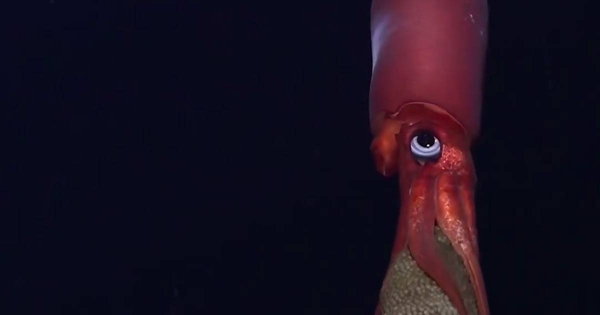 Un video mostra il calamaro dagli occhi neri mentre trasporta 3000 uova