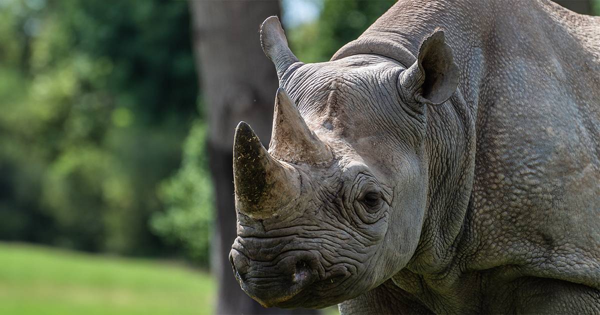 Una casa per i rinoceronti neri a rischio estinzione 21 esemplari sono stati trasferiti in una riserva speciale