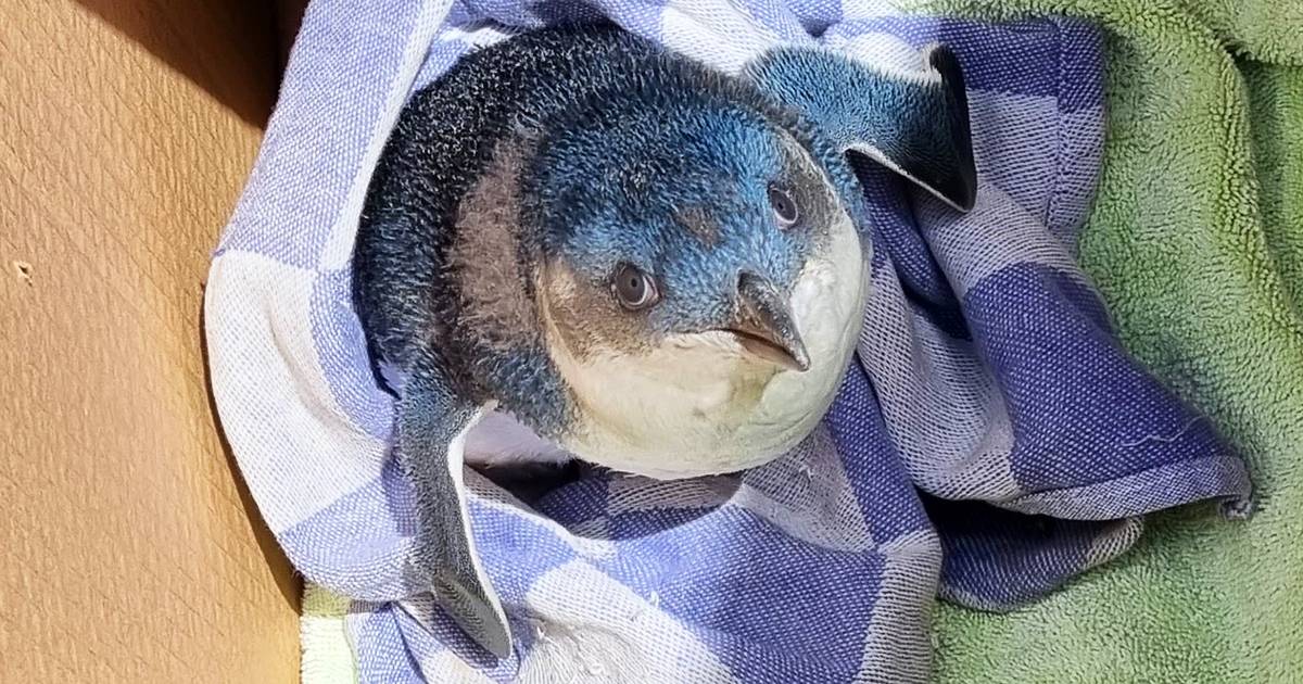 Un piccolo pinguino blu  stato salvato sulla pista di un aeroporto le foto
