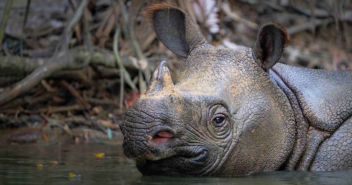 Speranza per il rinoceronte di Giava a rischio estinzione avvistato un cucciolo nel Parco Nazionale di Ujung Kulon