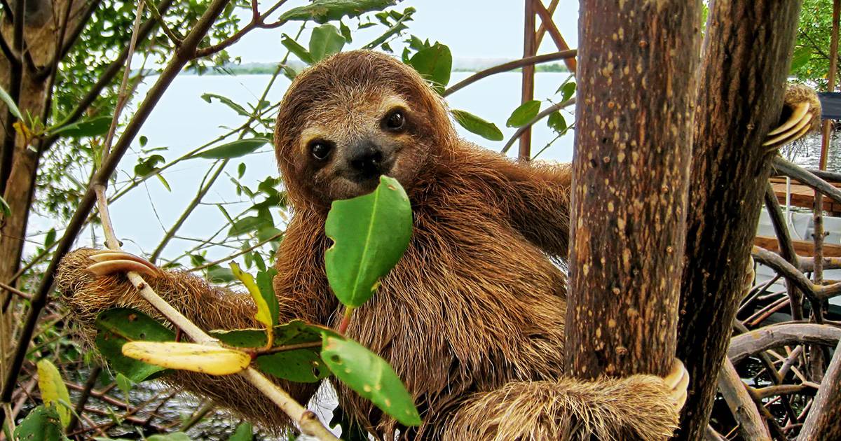 In Costa Rica tutti gli zoo hanno chiuso definitivamente vittoria per gli animali