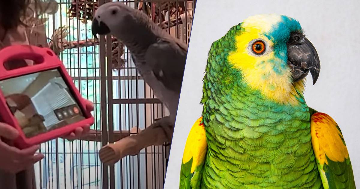 I pappagalli amano le videochiamate lo dimostra uno studio