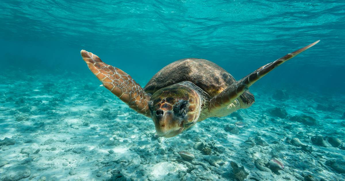 Dopo un mese di cure a causa della plastica ingerita la tartaruga Ohana torna in mare il video del rilascio