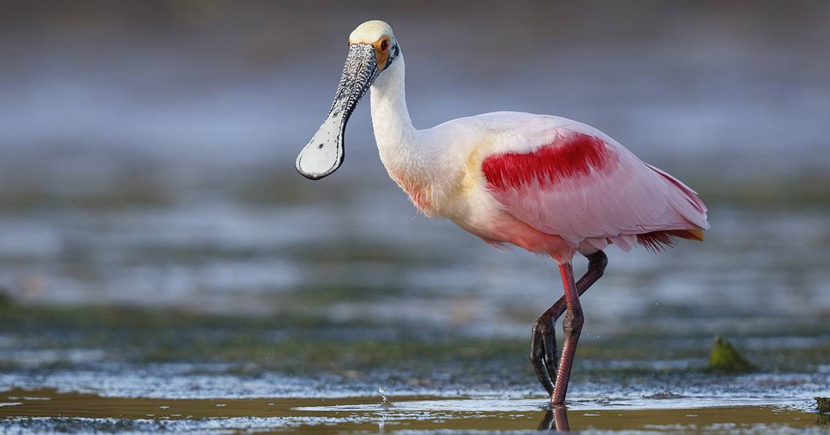 Ritorno storico la bellissima Spatola Bianca torna a nidificare in Inghilterra dopo 400 anni