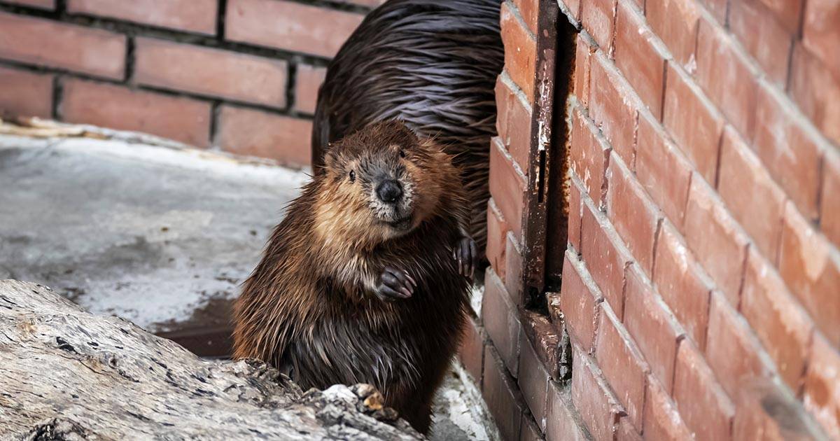 Il grande ritorno in Inghilterra dopo 400 anni sono nati nuovi cuccioli di castoro