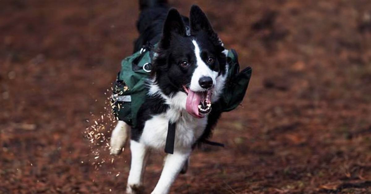 Nel Sussex i cani muniti di speciali zainetti seminano nuove piante passeggiando