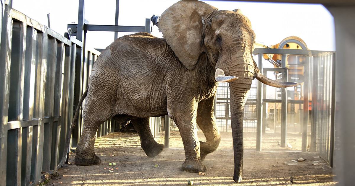 Dal circo allo zoo dopo 40 anni passati in cattivit lelefante Charley  tornato finalmente in libert