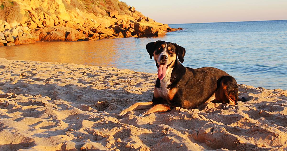 Un comune italiano dice basta ai divieti daccesso ai cani in spiaggia la nuova ordinanza