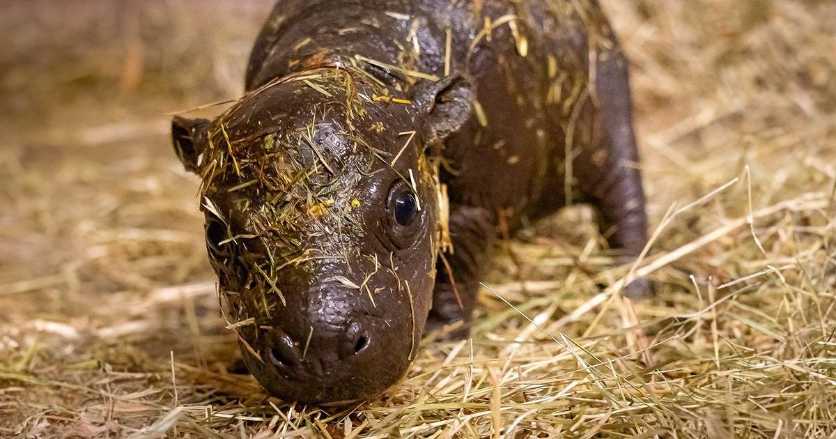 Cercasi bagnino per baby ippopotamo lofferta incredibile dello Zoo di Berlino