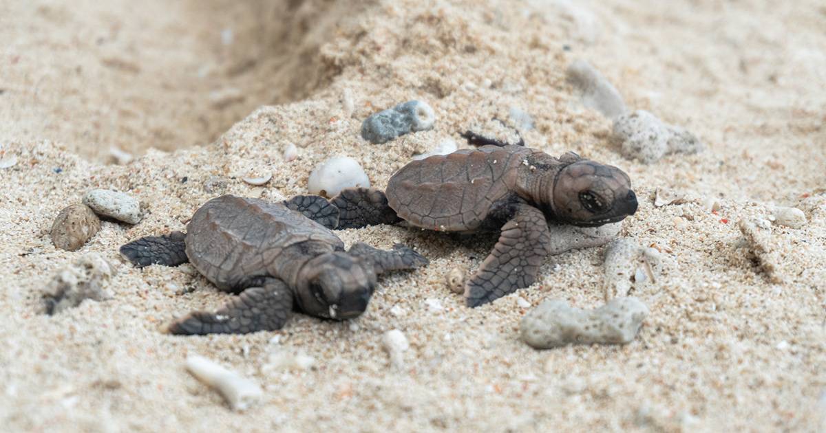 A Ischia sono nate 90 tartarughine caretta caretta il video