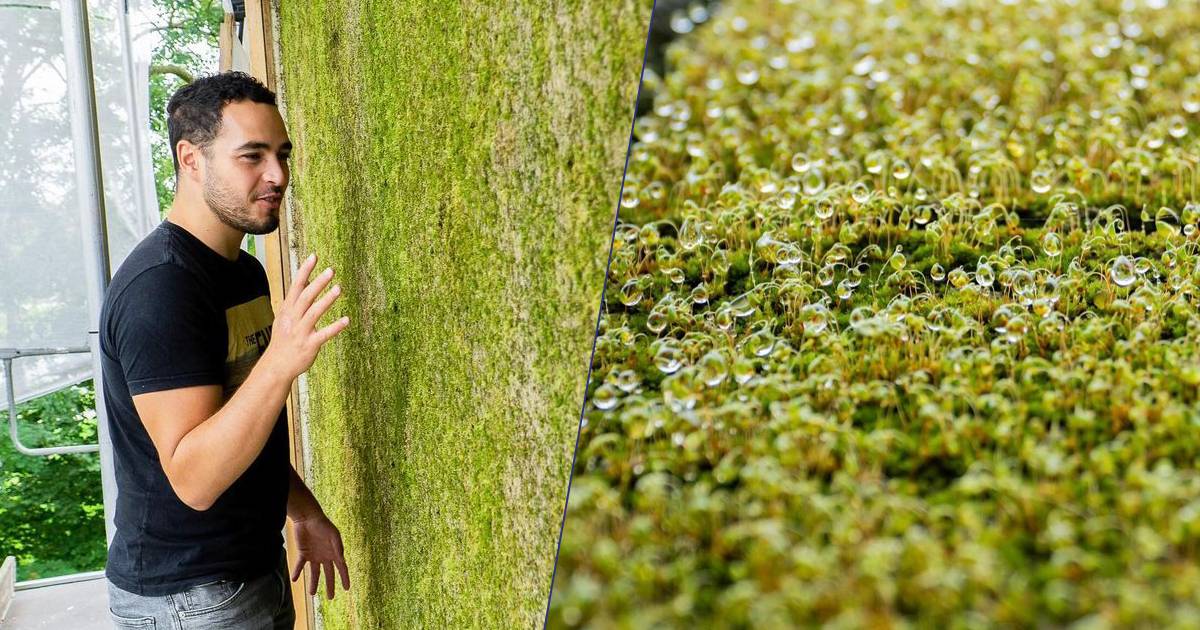 Un calcestruzzo verde ricoperto di muschio per combattere inquinamento e calura estiva lidea di una startup