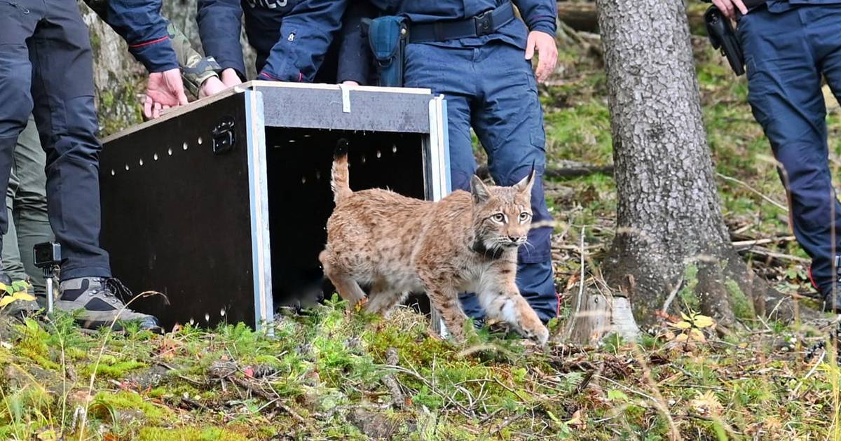 Luna torna libera nelle Alpi la lince femmina riaccende le speranze per la specie in pericolo