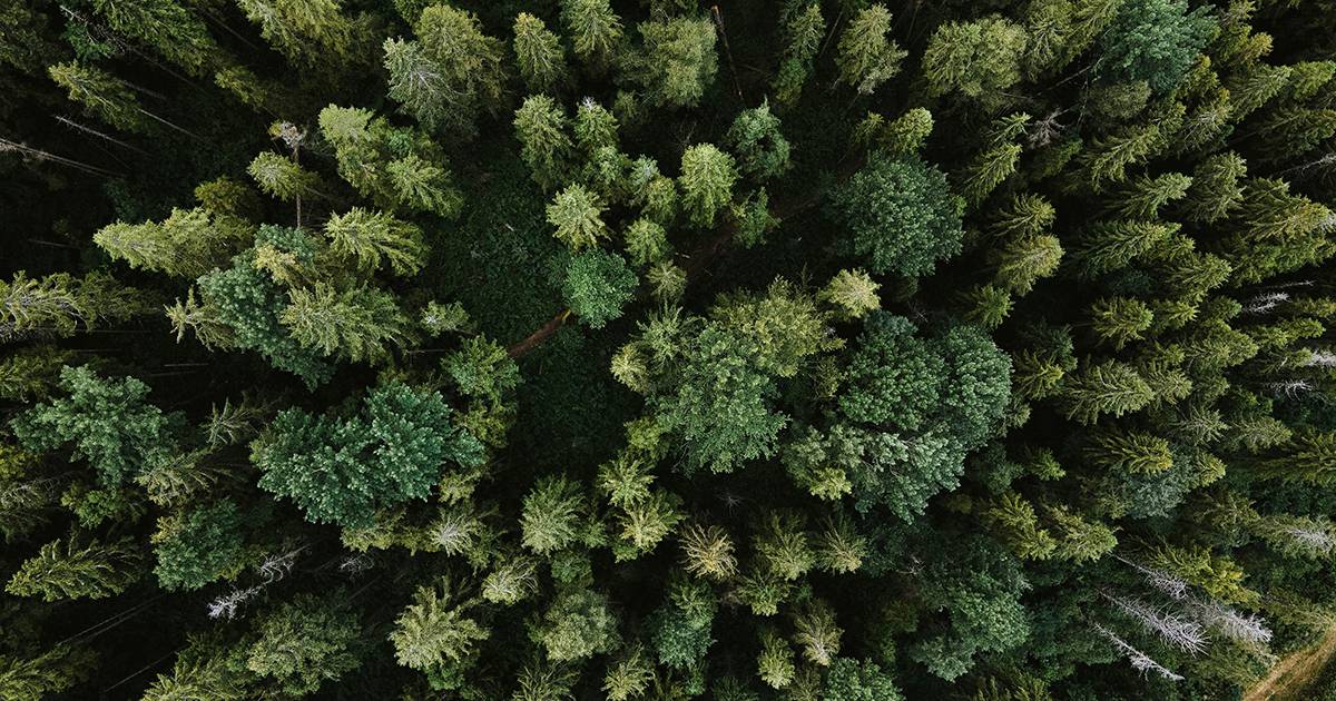 La Norvegia celebra uno straordinario traguardo nellultimo secolo sono triplicate le foreste del paese