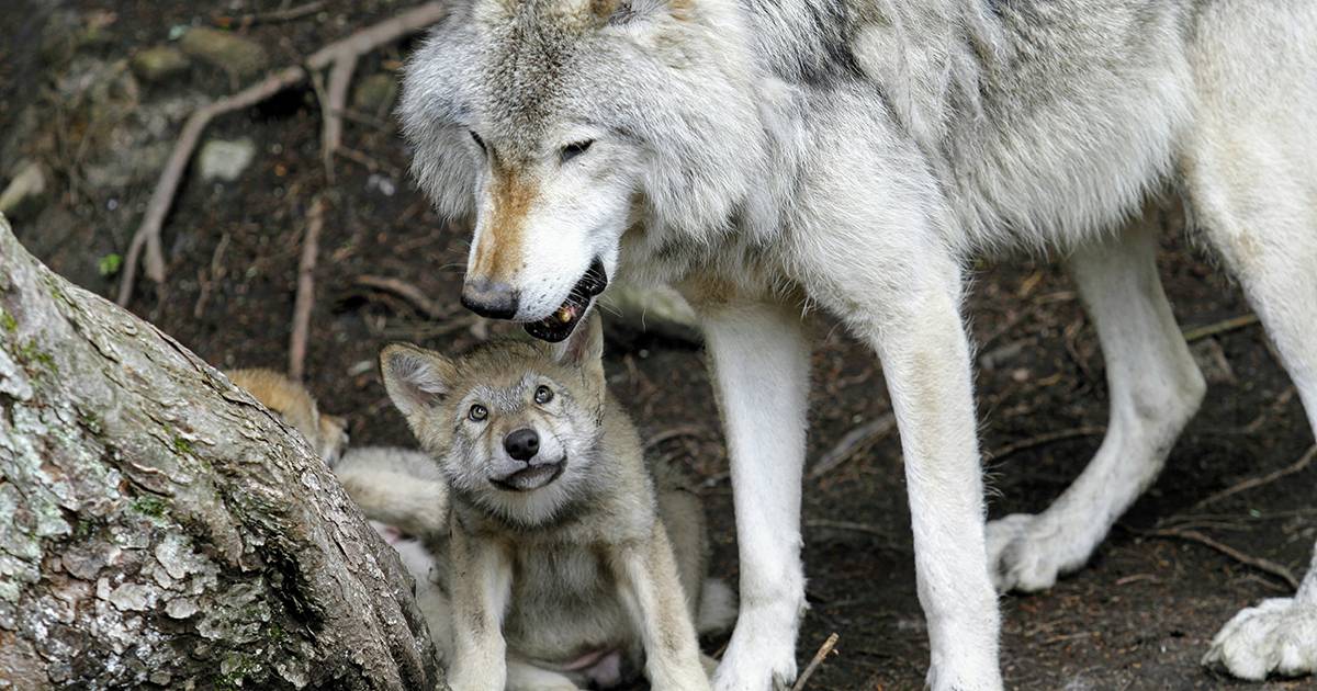 Il lupo sta tornando nel Parco del Ticino filmata una cucciolata per la prima volta le immagini