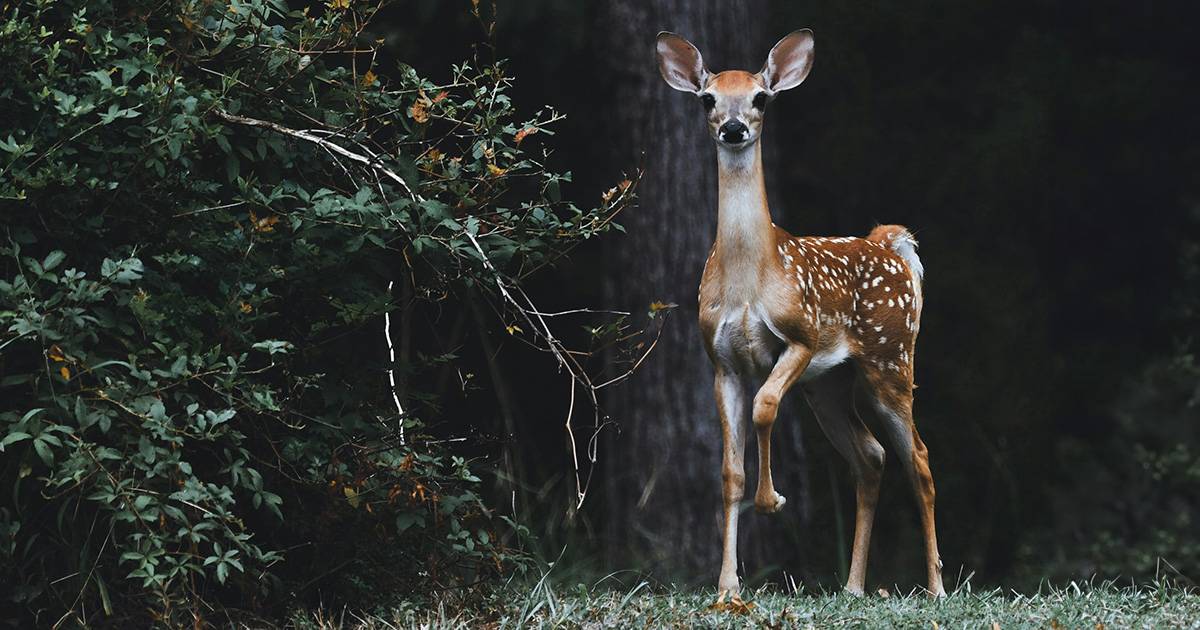 Stop alla caccia in Piemonte irregolarit e rischi per le specie protette