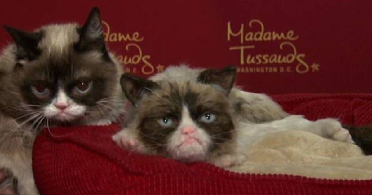 Grumpy Cat al Madame Tussauds il gatto col broncio  tra le star
