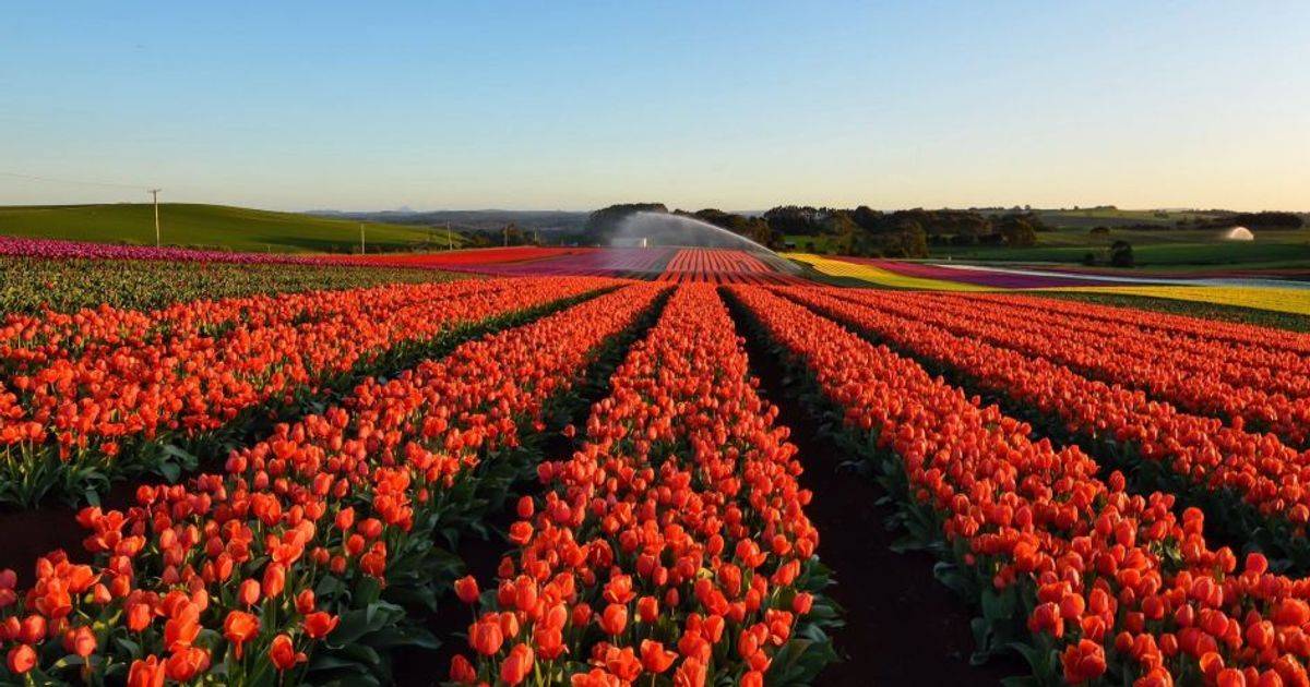 Milano come l’Olanda: uno spettacolare campo di tulipani