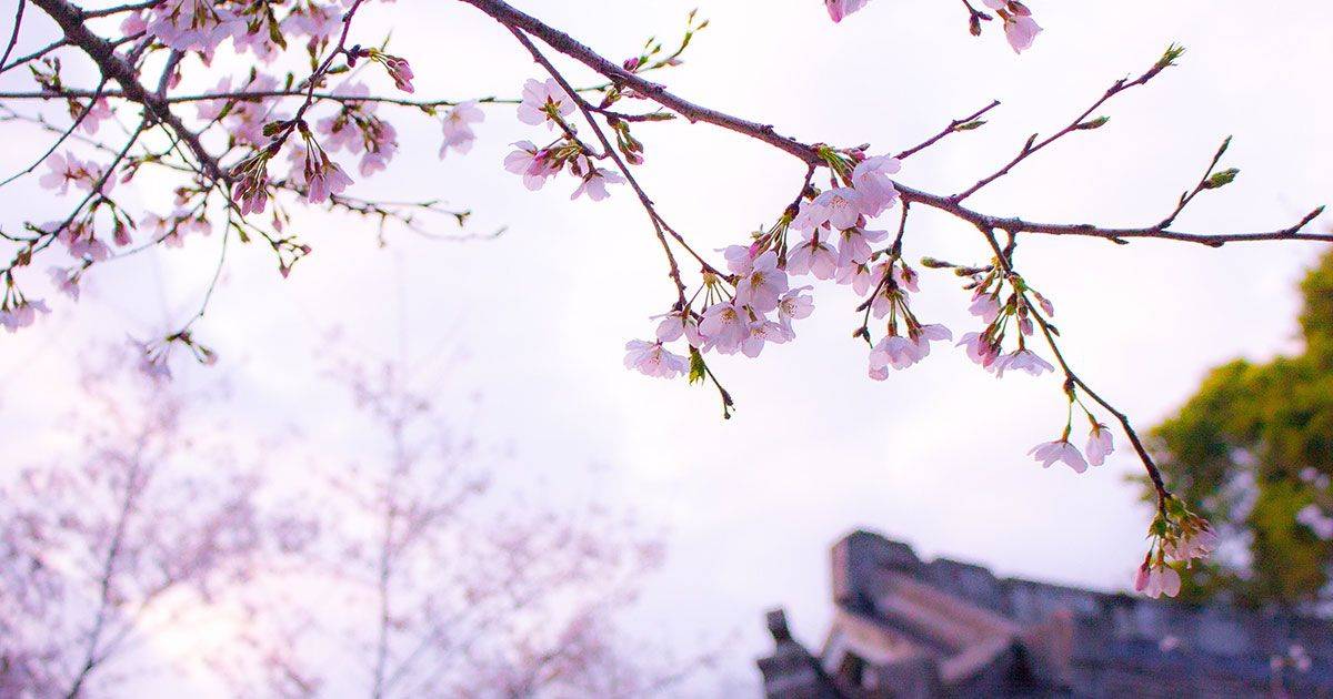 Giappone lo spettacolo della fioritura dei ciliegi