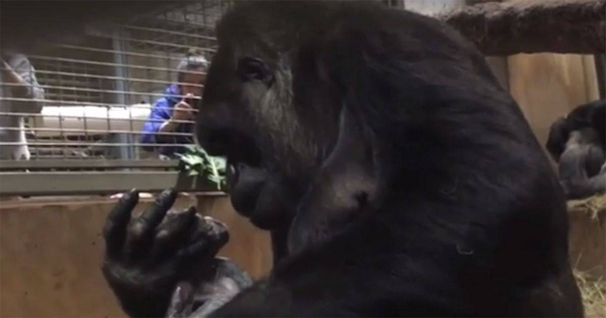 La commovente reazione di una gorilla al Washington National Zoo dopo il parto