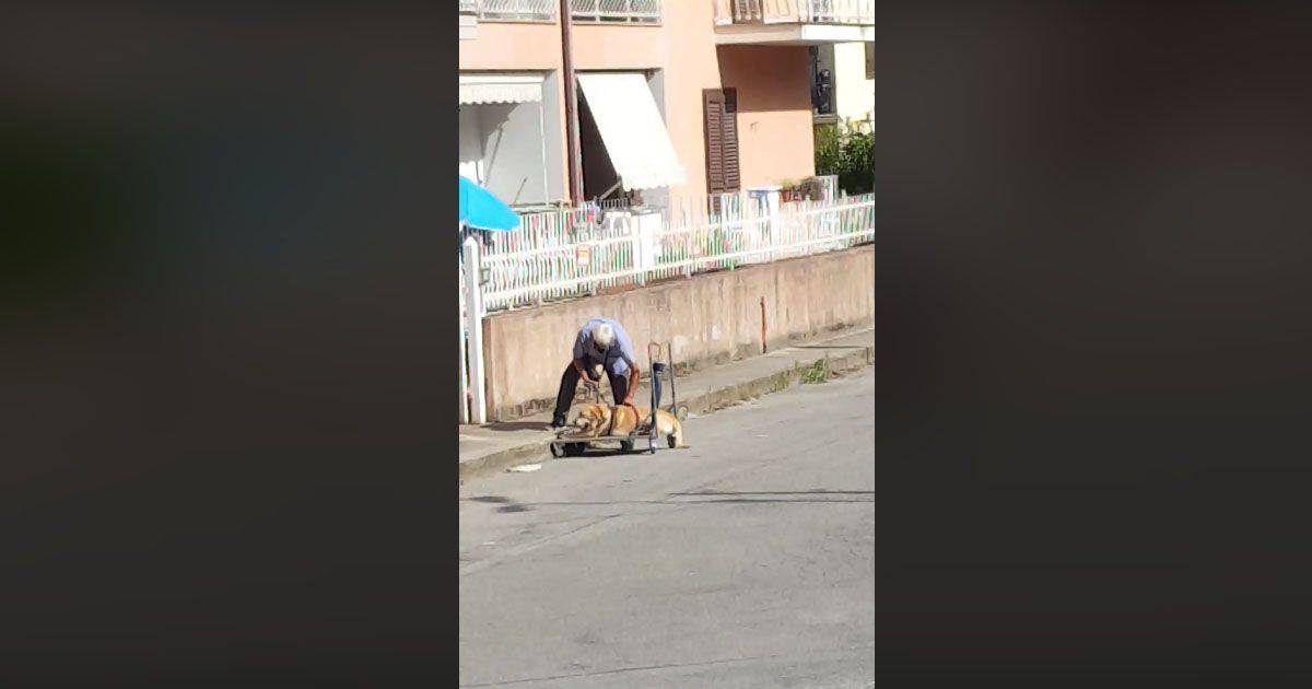 Amici per sempre il video di un anziano e del suo cane malato commuove