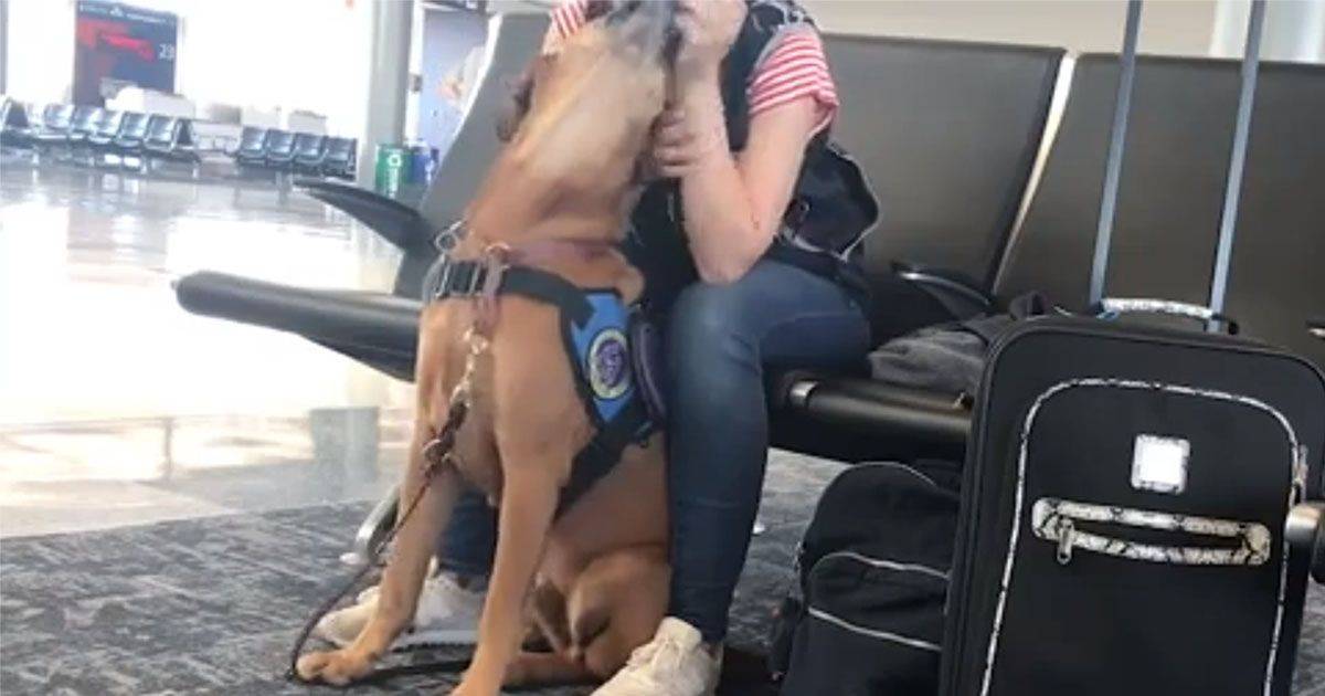 L8217attacco di panico in aeroporto ma il cane  addestrato e la calma