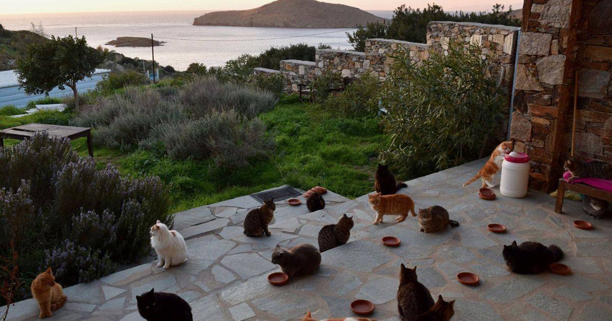 Lavoro antistress accarezzare gatti su un8217isola greca