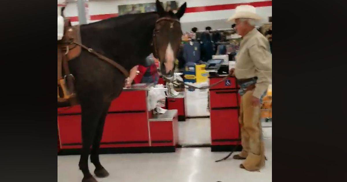 Entra nel supermercato con il cavallo gli animali sono ammessi