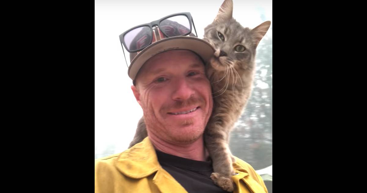 California un pompiere salva un gatto dall8217incendio lui non lo lascia pi