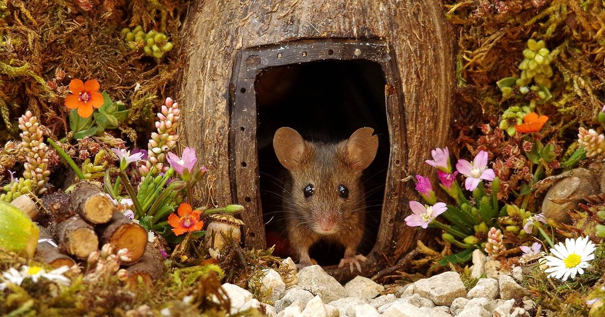 A Sheffield hanno salvato una famiglia di topolini costruendo un villaggio tutto per loro