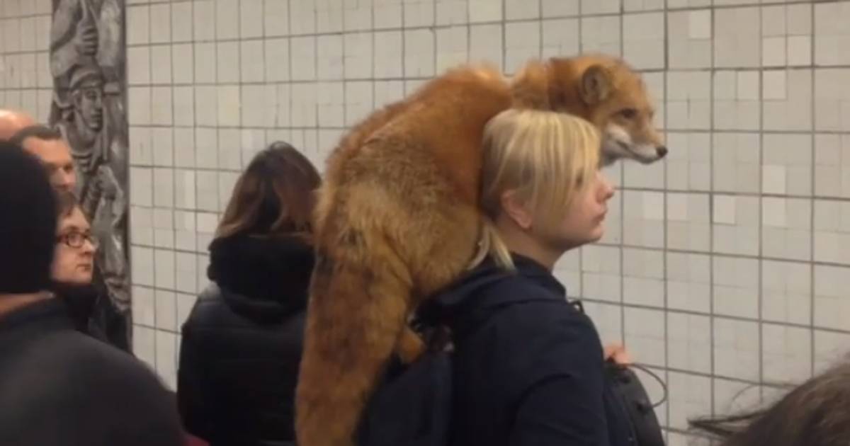 Viaggia in metro con la sua volpe  successo a Mosca