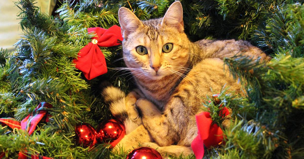 In vendita l8217albero di Natale perfetto per chiunque abbia un gatto