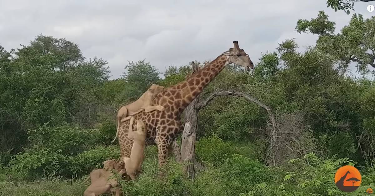 La giraffa viene attaccata da cinque leoni ecco come si  salvata