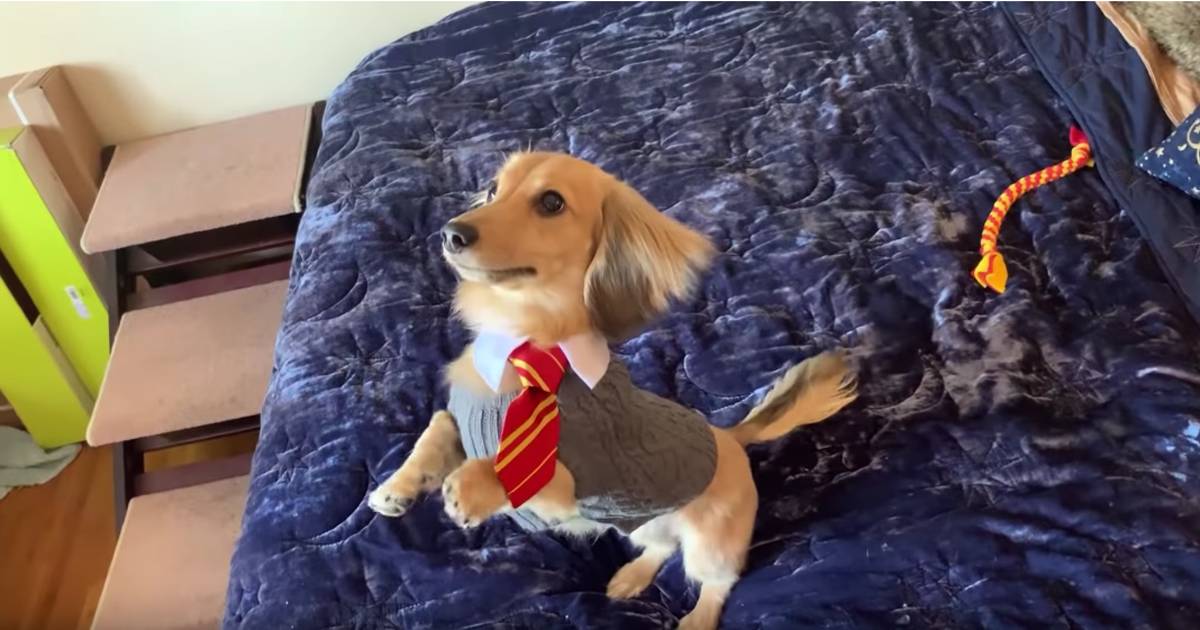 Ecco Remus il cane che risponde a tutti gli incantesimi di Harry Potter