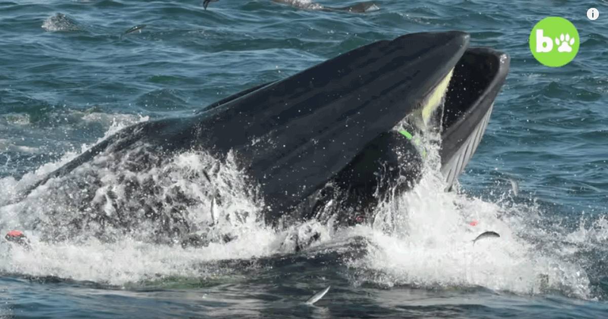 Un sub viene inghiottito vivo da una balena salvo per miracolo