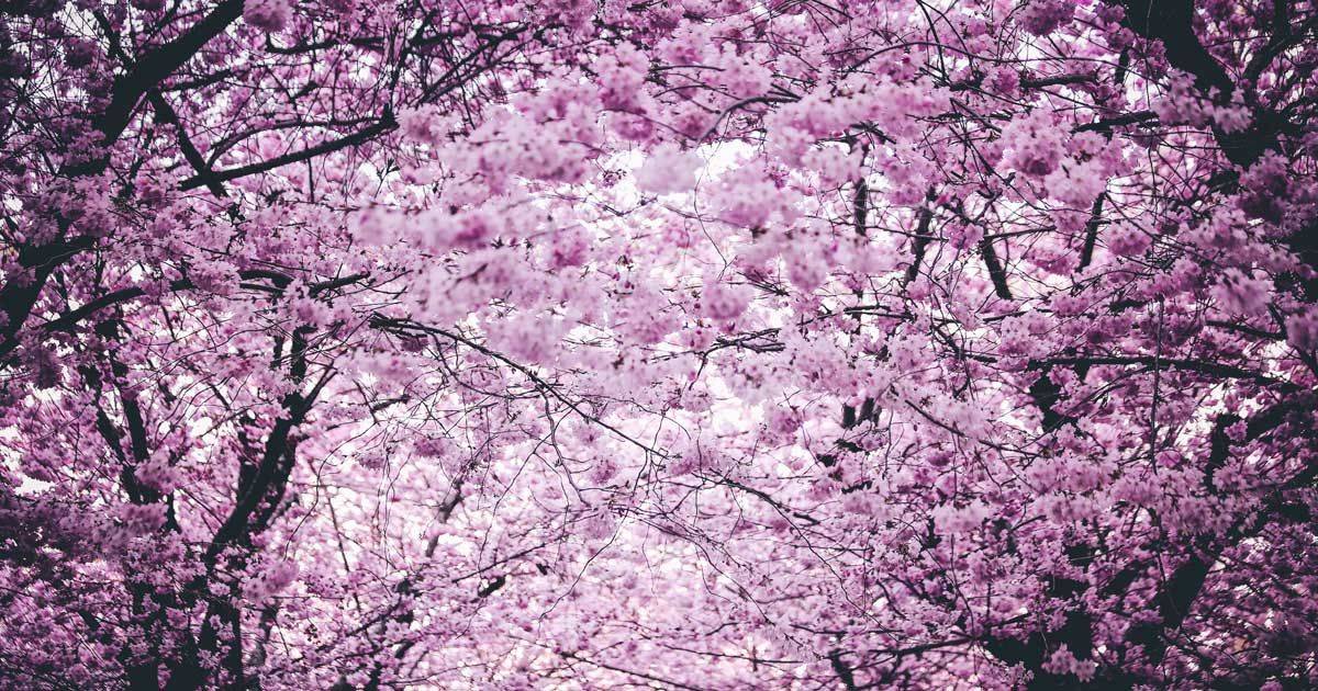 Il video spettacolare della fioritura dei ciliegi in Cina