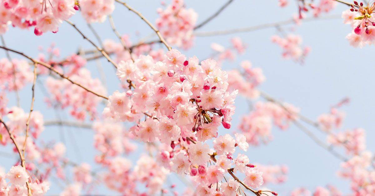 La Festa della fioritura dei ciliegi di Vignola  spettacolare