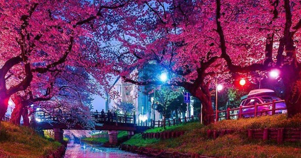 La straordinaria fioritura dei ciliegi in Giappone