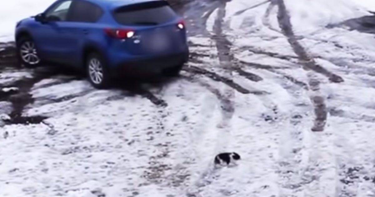 L8217incredibile video del Border Collie che salva il Chihuahua da un8217auto