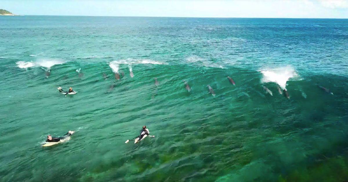 I delfini nuotano a fianco dei surfisti il video