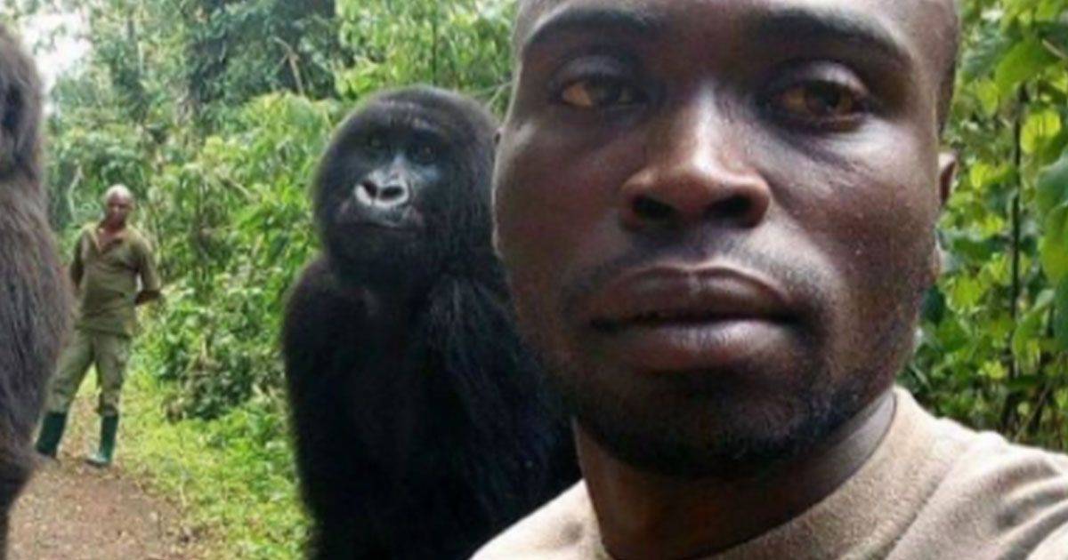 Due gorilla in posa per un selfie con un ranger