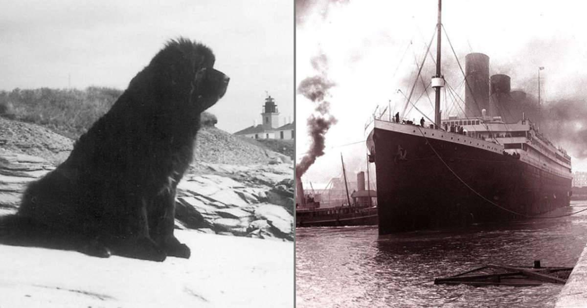  La leggenda di Rigel il cane che si salv sul Titanic