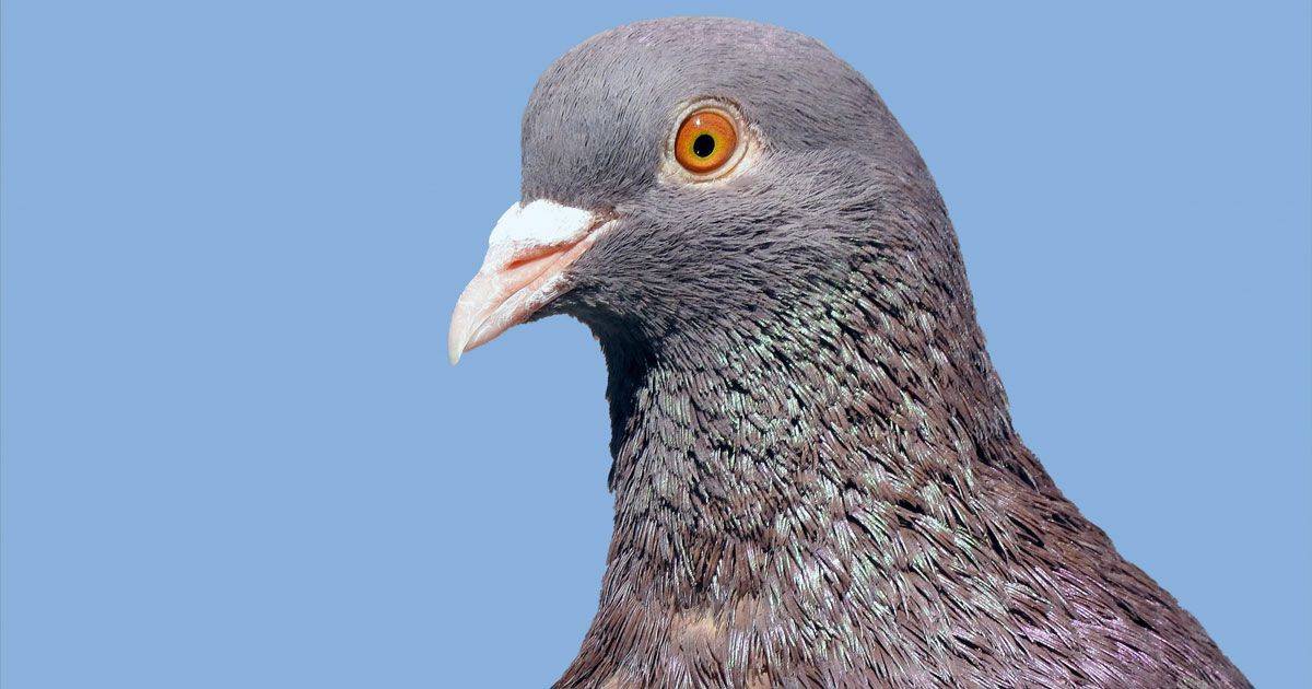 Il piccione beccato dallautovelox la foto diventa virale